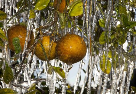 Fruits with icicles in Florida