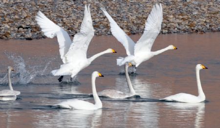 Swans play in wetland in NW China's Qinghai