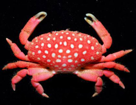 Startling strawberry crab discovered off Taiwan