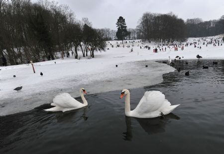 Swans in snow-covered park in Brussels