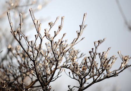 Frozen tree branches after snowfall at Lushan