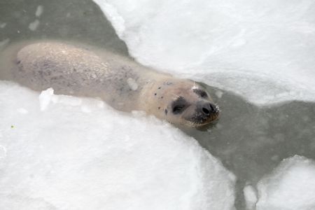 Poor harbor seals trapped by ice
