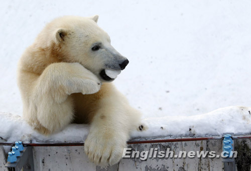 Twin polar bears play in cold winter