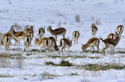 Wild animals head for food, warmer weather after heavy snow in Xinjiang
