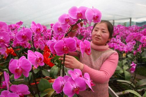Gardeners plant ornamental flowers for Chinese lunar new year