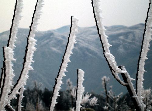 Beautiful rime on branches decorates E China