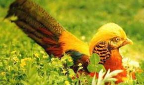 Rare birds in Tibet 