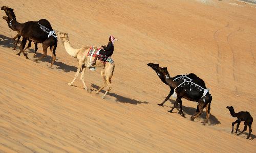 Camel Fest: beauty, best milking, quickest racing 