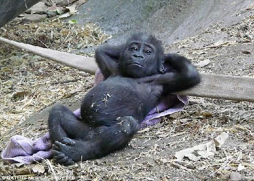 Baby gorilla takes time out from aping around 
