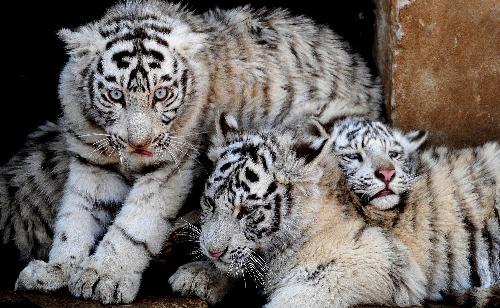 100-day-old white tiger cubs greet Tiger New Year 