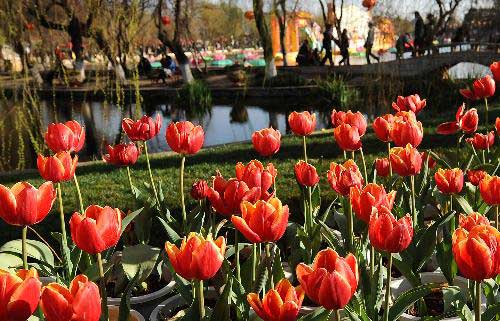 New Year flowers bloom in City of Spring 