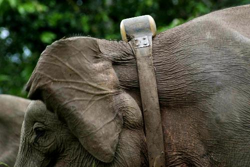 Elephant with satellite tracking collar 