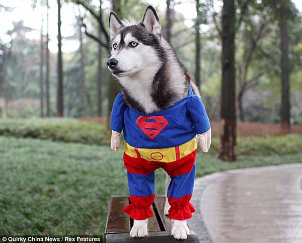 "Super husky" another internet sensation