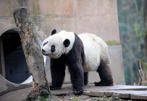 U.S.-born panda Taishan meets public in Sichuan 