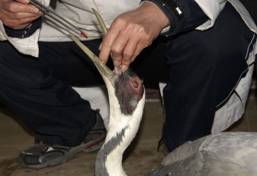 Poisoned white-naped crane receives treatment
