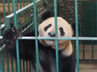 Japanese-born panda returns to China