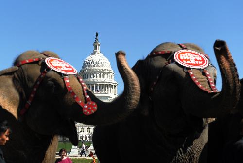 Elephants parade in front of U.S. Capitol Building