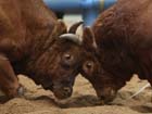 Bullfighting festival kicks off in S. Korea