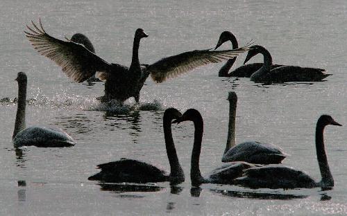 Elegant swans hover over Sanmenxia Reservoir