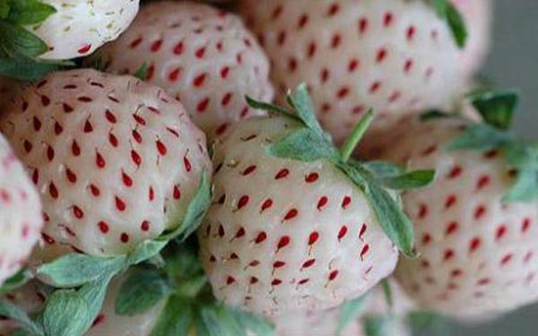 Freaky white "strawberry’" on UK supermarket shelves