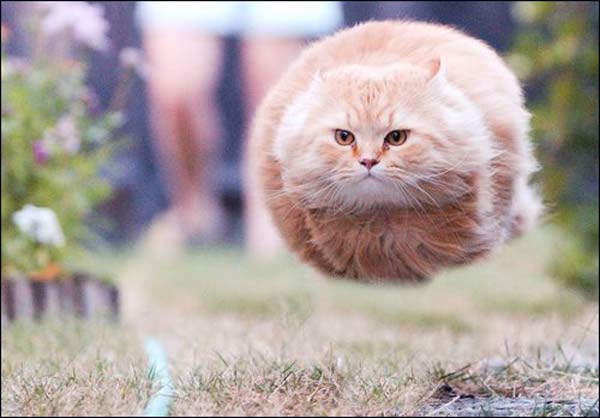 flying cat ball