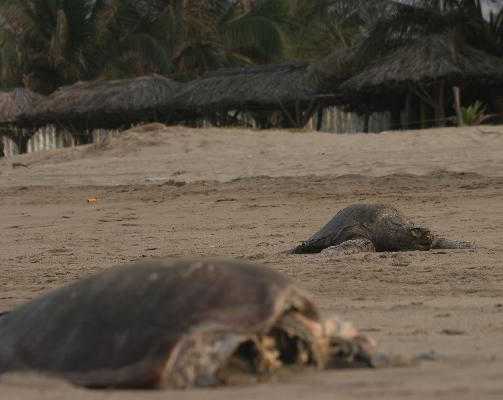 More than 50 sea turtles found dead on Acapulco beach 