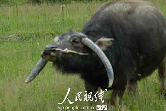 Dexing Jiangxi: a buffalo's horn grows downwards