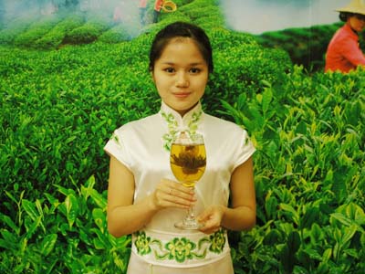 Jasmine arabia in Fuzhou