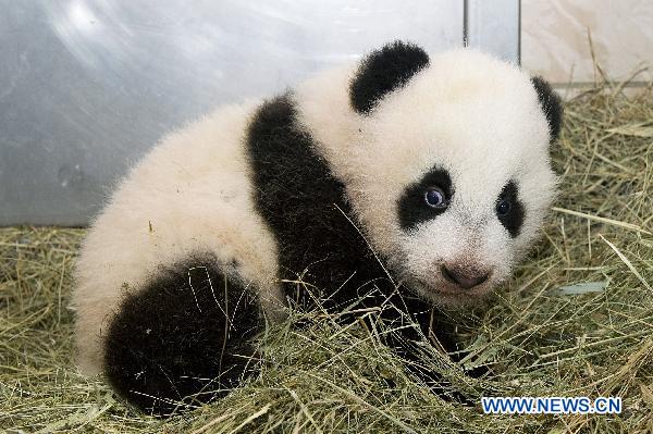Baby panda officially named in Vienna zoo