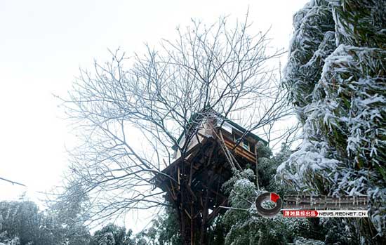 Villager builds 'bird's nest' house in 15-meter-high tree