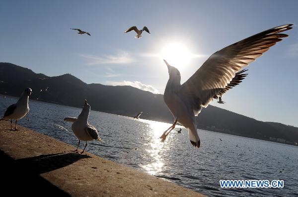 Black headed gulls visit Kunming to spend winter