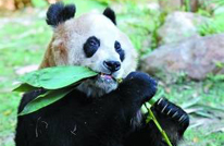 World's oldest panda to celebrate 37th birthday 