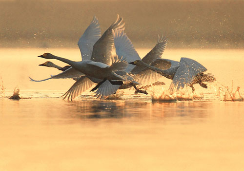 Birds watching at the Poyang Lake