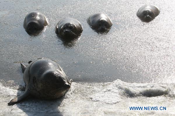 Harbor seals trapped by ice in E. China