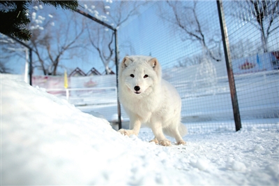 Snow Foxes debut in wholly white Yuyuantan Park