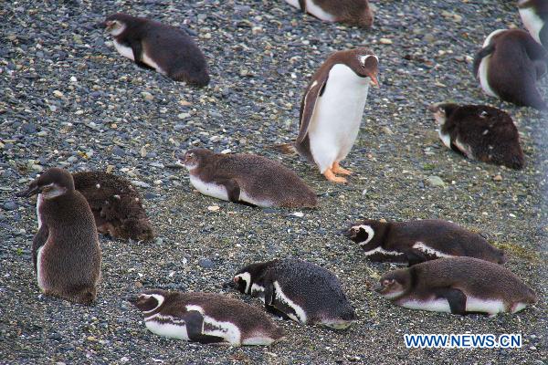 Small penguin-island in Argentina