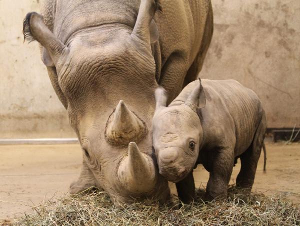 Baby black rhinoceros born at St. Louis zoo