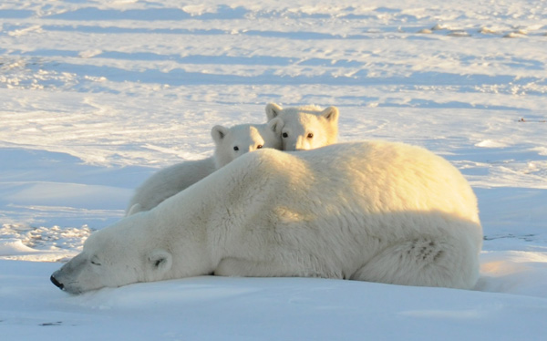 Polar bear mothers have harder time carrying cubs to term