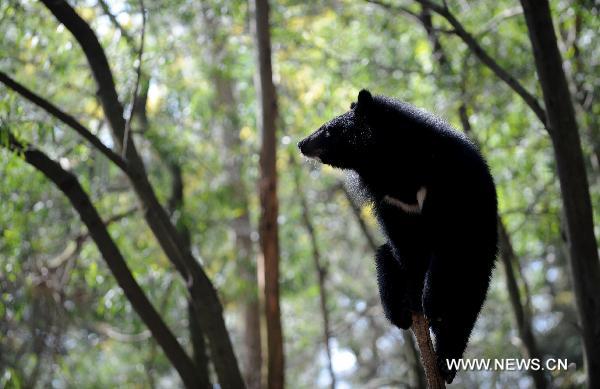 Snapshot: residents of Yunnan Wild Animal Park