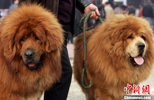 First Int'l Tibetan Mastiff competition held in China's Shanxi
