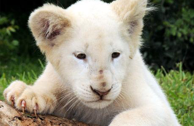 Rarely seen white lion cubs in Zambia