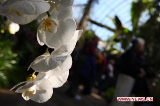 9th Orchid Show Media Preview opens at New York Botanical Garden