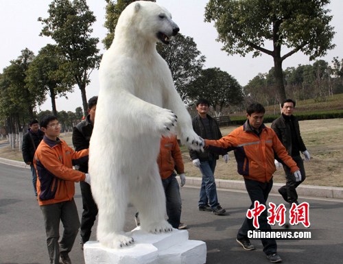 Rare polar bear stuffed, displayed in Changzhou