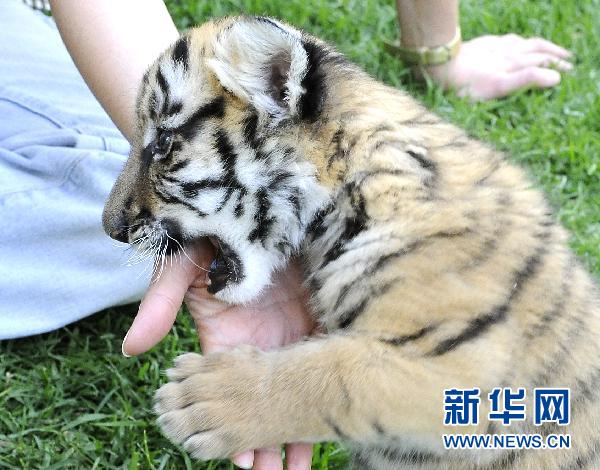 South China Tiger cub seeks name in China