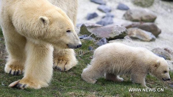 Polar bear cub Vicks meets public