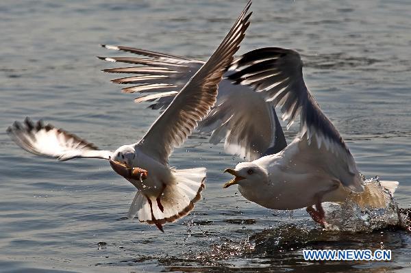 Over 20,000 sea gulls spend winter in Qingdao bay