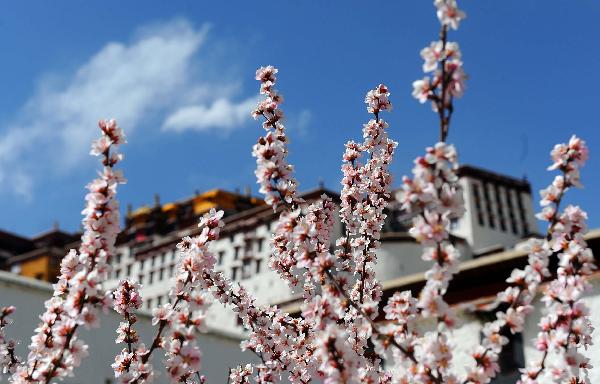 Spring comes to Potala Palace in Lhasa