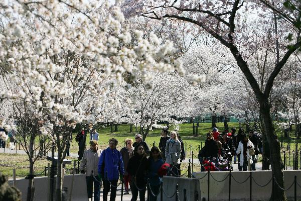Tourists enjoy cherry blossom in National Cherry Blossom Festival in Washington