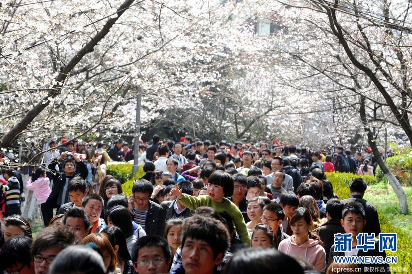 Record 200,000 visitors enjoy cherry blossom in Wuhan