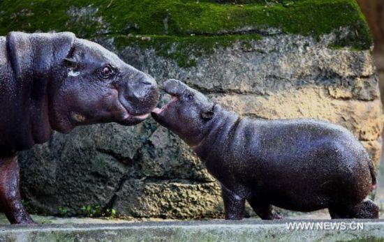 Pygmy hippopotamus in Taipei zoo